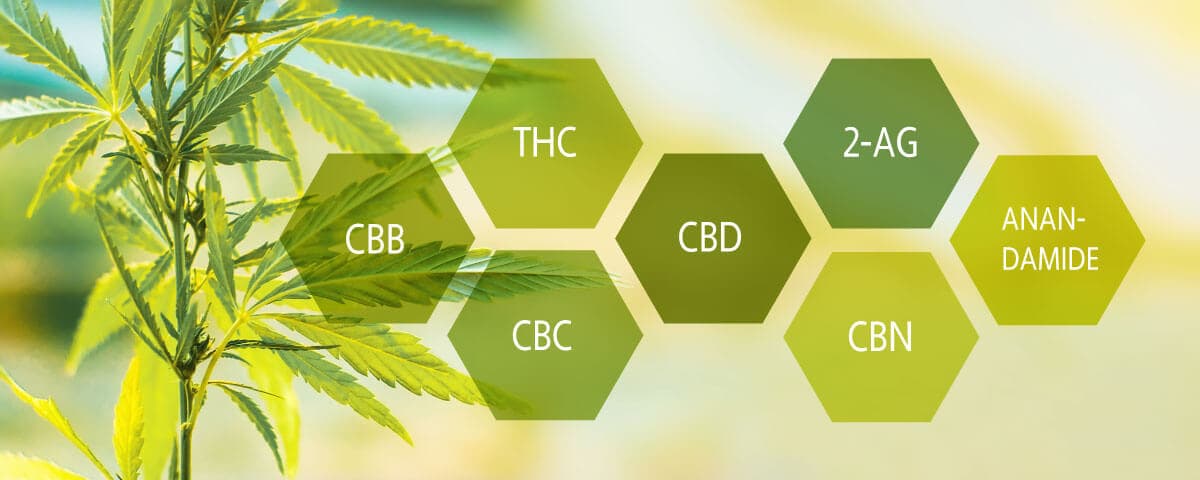 CBD, THC e CBN: o que a ciência já sabe sobre cada canabinoide