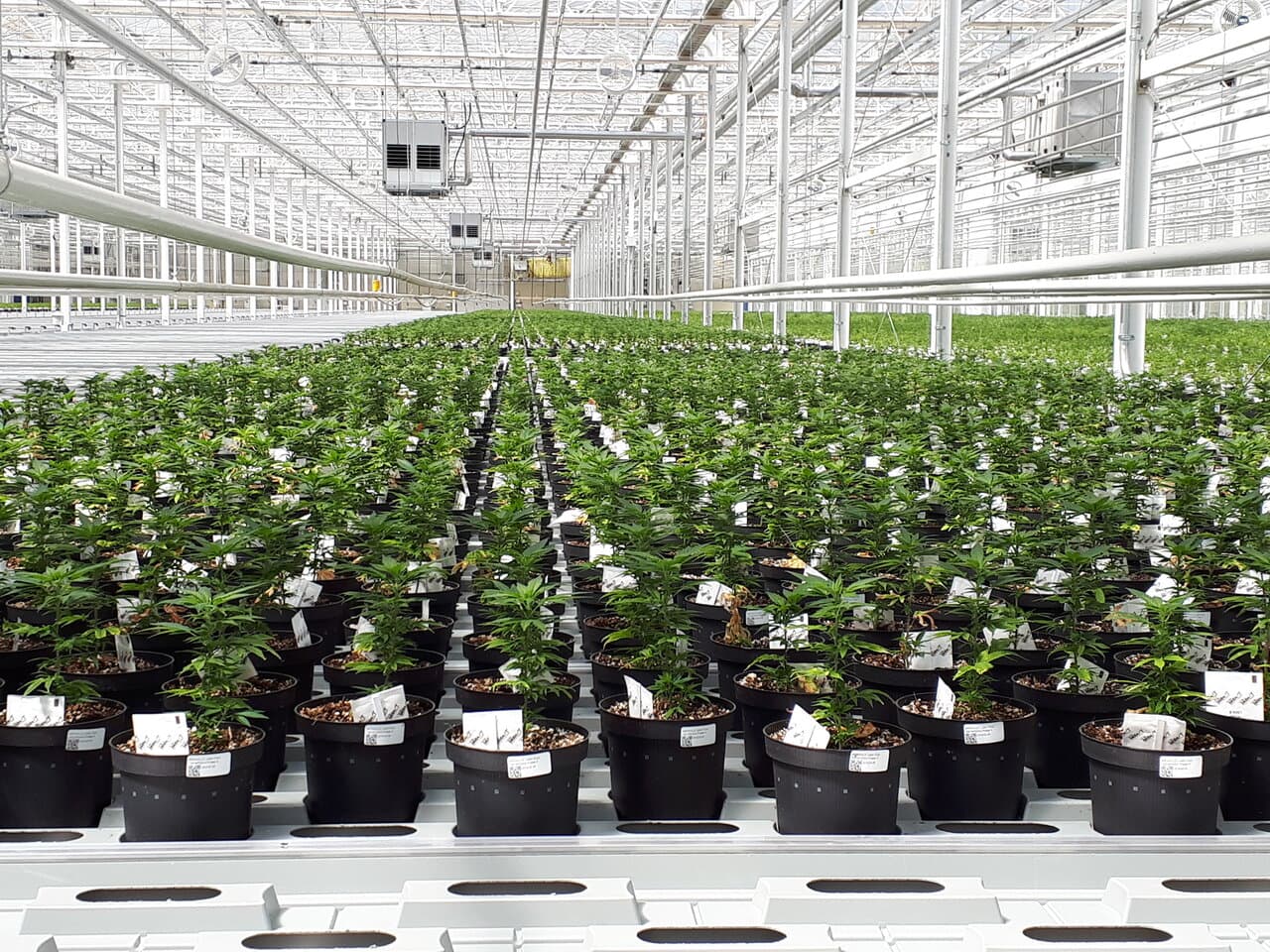 Nova legislação de cultivo no Brasil